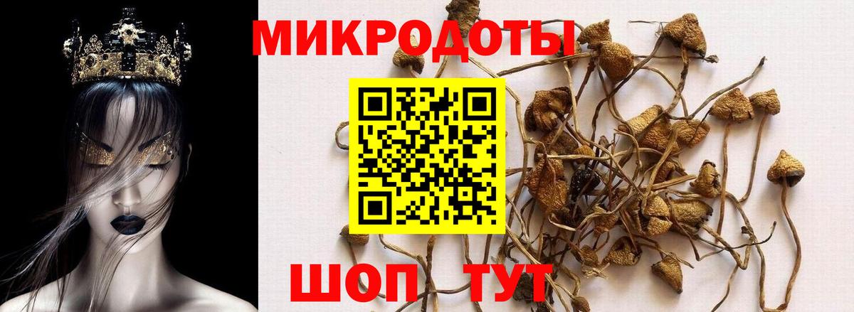 Чайковский  где купить   Вход с VPN  Галлюциногенные грибы Psilocybine cubensis 